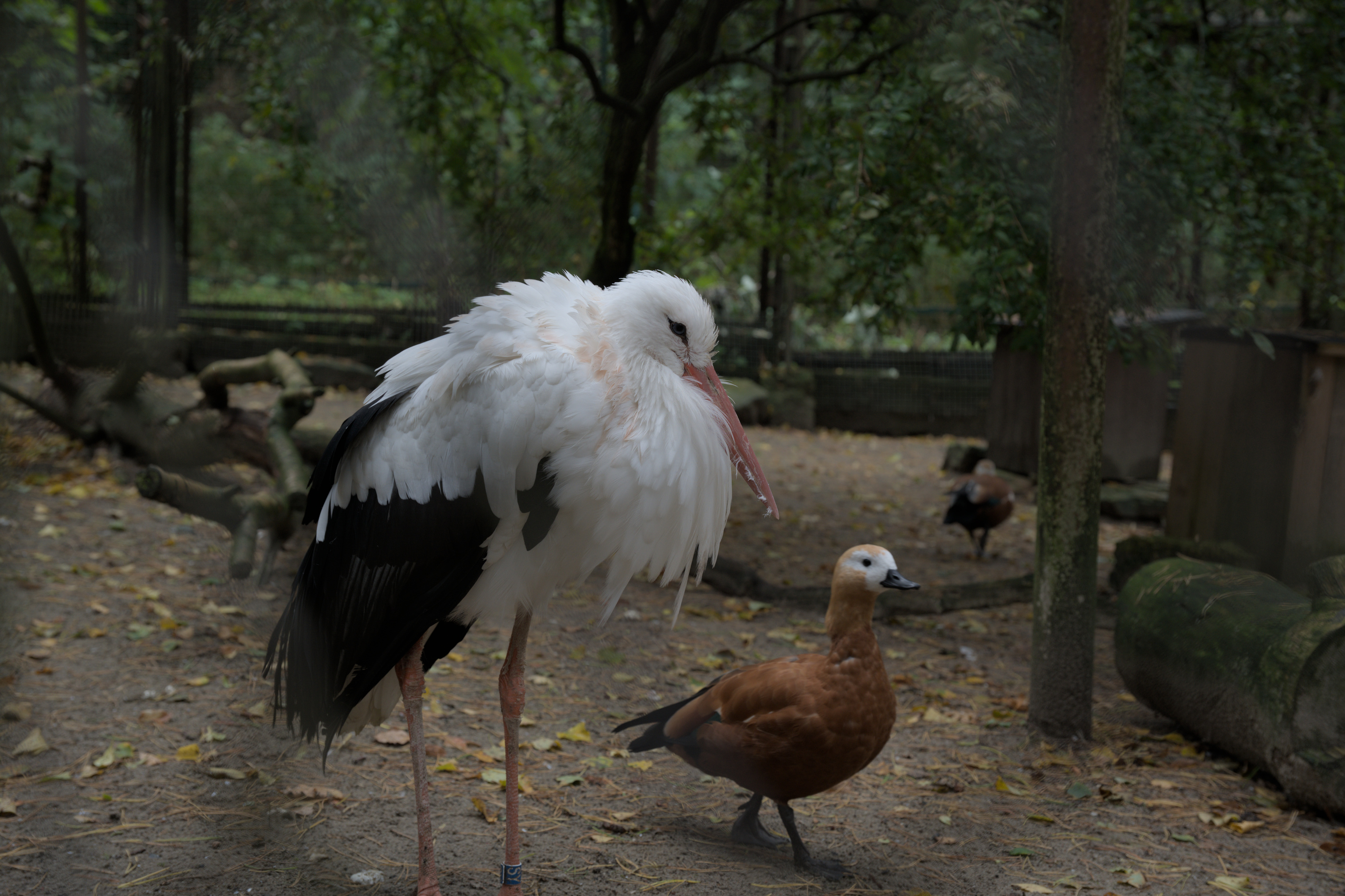 2025/10/12 - zoo/DSC_0093.jpg